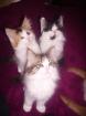 Maine Coon