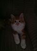 Maine Coon