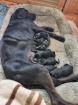 Hundewelpen