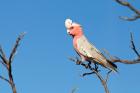 Suche Rosa Kakadu Henne